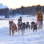 Jackson Hole: Dogsledding Tour with Hot Chocolate - The Dog Sled Ride Experience