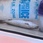 Jacksonville Fishing Charter-23' - The Sum Up