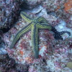 Jalisco: Scuba Diving at Los Arcos for Certified Divers - Practical Details and What It Means for You