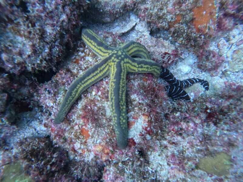 Jalisco: Scuba Diving at Los Arcos for Certified Divers - Practical Details and What It Means for You