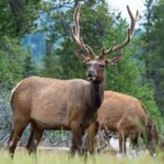 Jasper Evening Wildlife Tour - FAQ