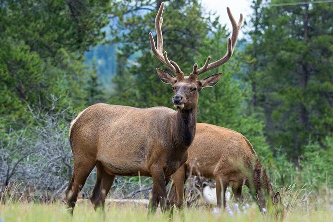 Jasper Evening Wildlife Tour - FAQ