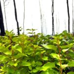 Jasper: Guided Wildfire Hike with Lunch - Who Would Enjoy This Tour?