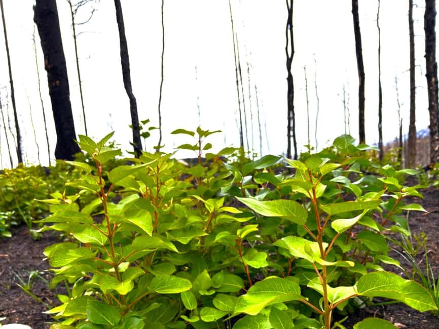 Jasper: Guided Wildfire Hike with Lunch - Who Would Enjoy This Tour?