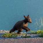 Jasper National Park: Evening or Morning Wildlife Watch Tour - FAQ