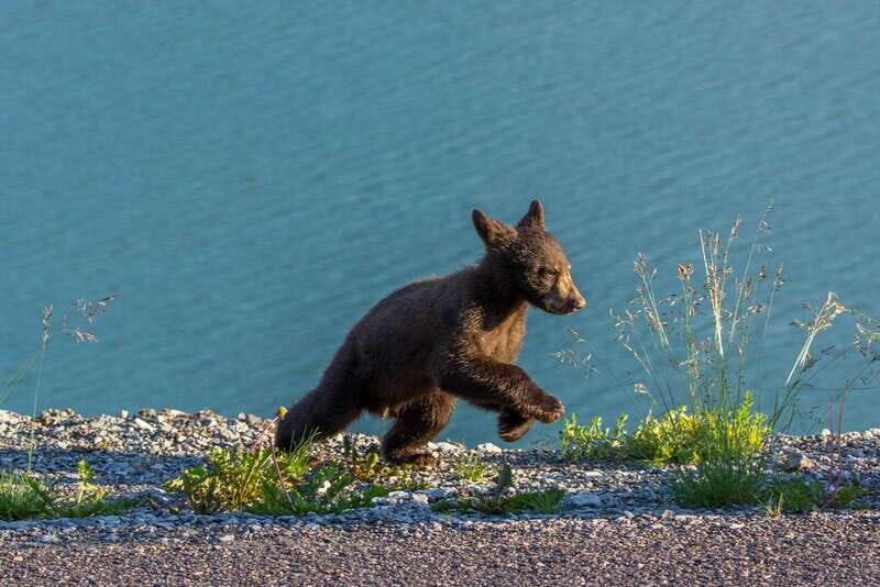 Jasper National Park: Evening or Morning Wildlife Watch Tour - FAQ