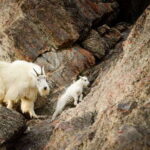 Jasper: Transfer to Banff/Lake Louise w/ Columbia Icefields - Who Will Love This Tour?