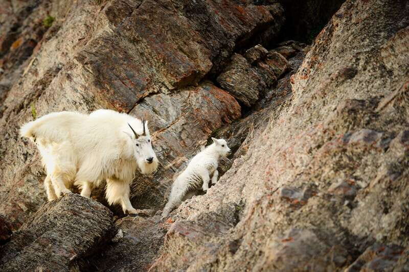 Jasper: Transfer to Banff/Lake Louise w/ Columbia Icefields - Who Will Love This Tour?