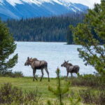 Jasper: Wildlife and Waterfalls Tour with Lakeshore Hike - Wildlife Encounters and Expert Guides