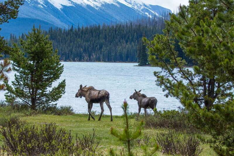 Jasper: Wildlife and Waterfalls Tour with Lakeshore Hike - Wildlife Encounters and Expert Guides