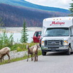 Jasper: Wildlife and Waterfalls Tour with Maligne Cruise - Key Points