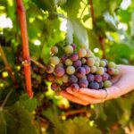 Jeep Safari with Winery Visit & Wine Tasting included - Exploring the Algarve’s Rural Side in a 4x4