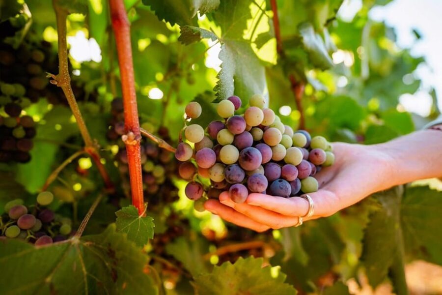Jeep Safari with Winery Visit & Wine Tasting included - Exploring the Algarve’s Rural Side in a 4x4