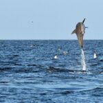 Jekyll Island Dolphin Tours - What Travelers Are Saying