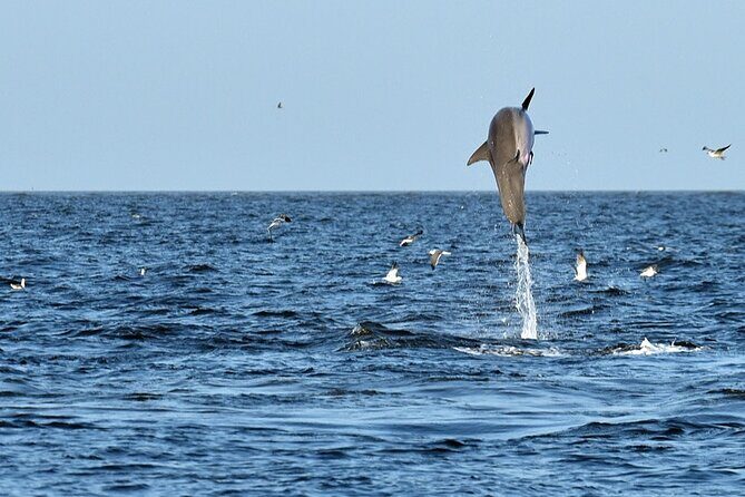 Jekyll Island Dolphin Tours - What Travelers Are Saying