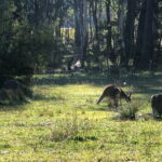 Jenolan Caves Blue Mountains Day Tour + River cruise - Exploring the Itinerary in Detail