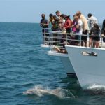 Jervis Bay Dolphin Cruise - Why You Should Consider This Cruise