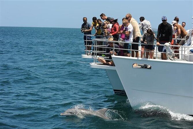 Jervis Bay Dolphin Cruise - Why You Should Consider This Cruise