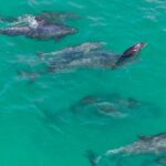 Jet Ski Dolphin Tour from Gilligans Watersports - Final Thoughts: Who Will Love This Tour?