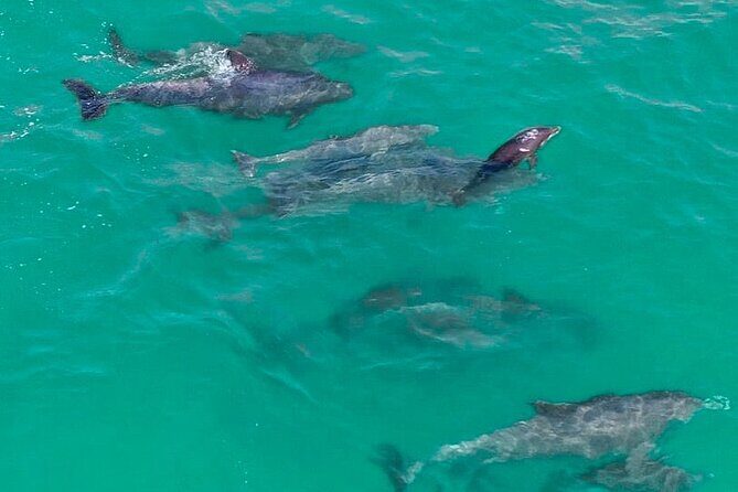 Jet Ski Dolphin Tour from Gilligans Watersports - Final Thoughts: Who Will Love This Tour?