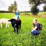 Jettingen-Scheppach: Alpaca hike through the Mindeltal - Final thoughts
