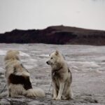 Jewels of Nuuk  Guided Walking Tour - FAQ