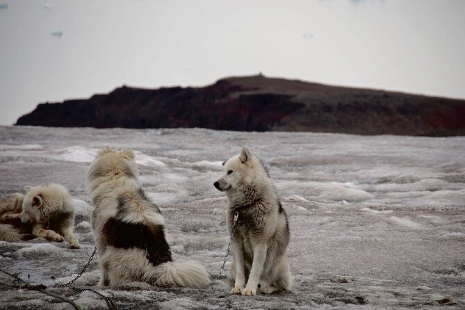 Jewels of Nuuk  Guided Walking Tour - FAQ