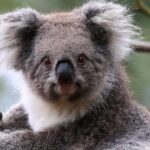 Jewish Scene in multi cultural Melbourne - An In-Depth Breakdown of the Itinerary