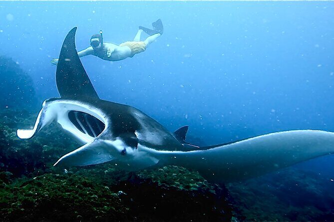Julian Rocks: Premier Snorkeling Tour Byron Bay - Authentic Experiences from Travelers