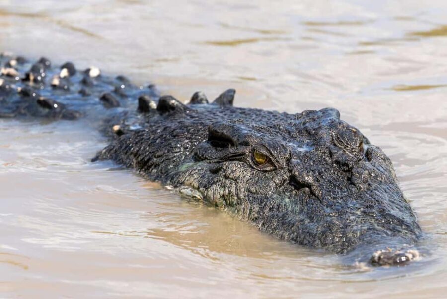 Jumping Crocodile Cruise from Darwin Half-Day Scenic Trip - Final Thoughts: Who Will Love This Tour?