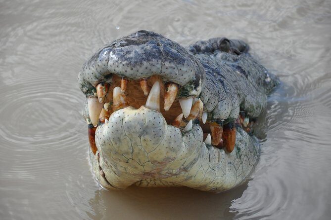 Jumping Crocodile Cruise with lunch - Frequently Asked Questions