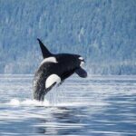 Juneau Whale Watch Adventure - Who Is This Tour Perfect For?