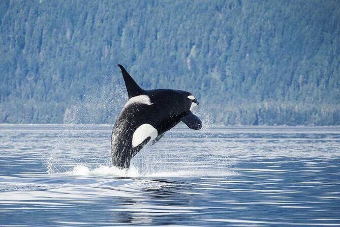 Juneau Whale Watch Adventure - Who Is This Tour Perfect For?