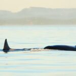 Juneau: Whale Watching and Mendenhall Glacier Day Trip - Analyzing the Tour’s Value