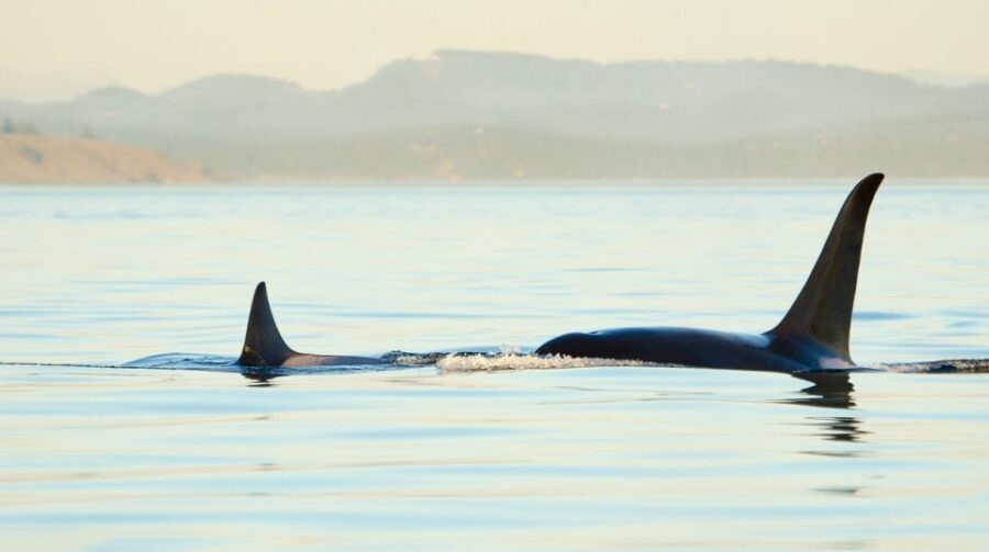 Juneau: Whale Watching and Mendenhall Glacier Day Trip - Analyzing the Tour’s Value
