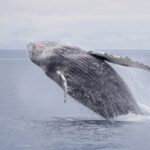 Juneau: Whale Watching and Wildlife Cruise with Local Guide - An In-Depth Look at the Juneau Whale Watching Tour