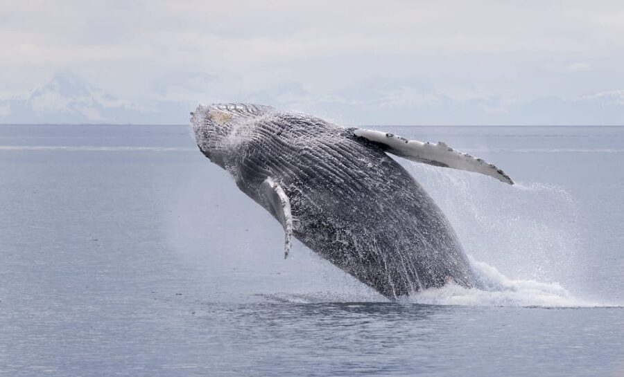 Juneau: Whale Watching and Wildlife Cruise with Local Guide - An In-Depth Look at the Juneau Whale Watching Tour
