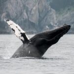 Juneau Wildlife Whale Watching - The Drawbacks to Keep in Mind