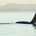 Juneau Wildlife Whale Watching & Mendenhall Glacier - Exploring Juneau’s Wildlife and Glaciers in Detail