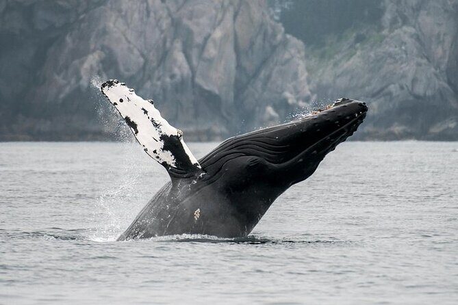 Juneau Wildlife Whale Watching - The Drawbacks to Keep in Mind