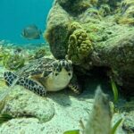 Jungle excursion EN Cancun (NO taxes included) - Discovering Cancun’s Mangroves and Marine Life