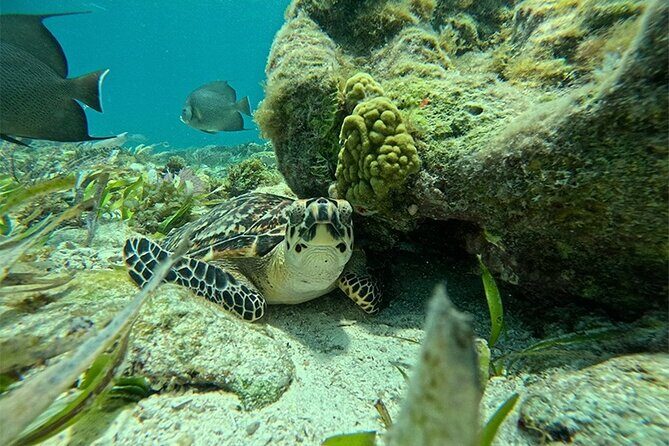 Jungle excursion EN Cancun (NO taxes included) - Discovering Cancun’s Mangroves and Marine Life