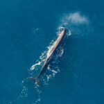 Kaikoura: 1-Hour Whale Watching Helicopter Tour - Marine Wildlife from the Sky