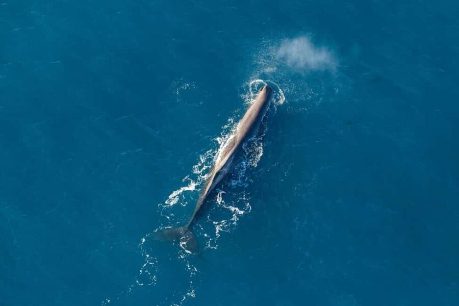 Kaikoura: 1-Hour Whale Watching Helicopter Tour - Marine Wildlife from the Sky