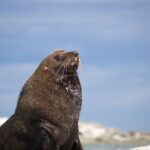 Kaikoura: Guided Family Kayaking Adventure - Practicalities and Logistics