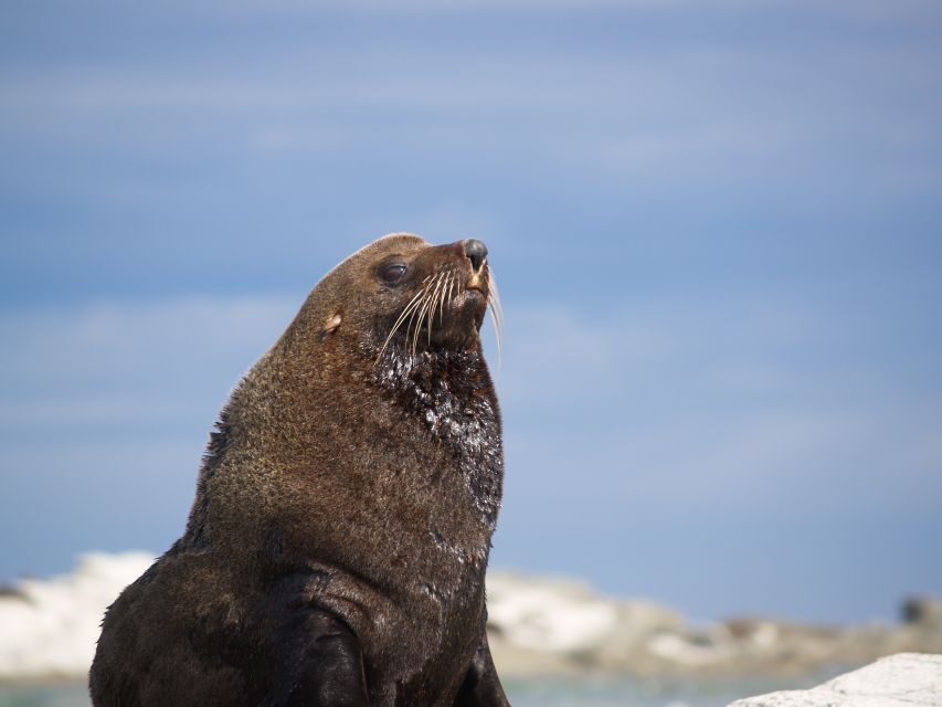 Kaikoura: Guided Family Kayaking Adventure - Practicalities and Logistics