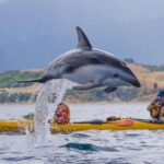 Kaikoura: Half-Day Wildlife Kayaking Tour - The Value of a Guided Wildlife Paddle
