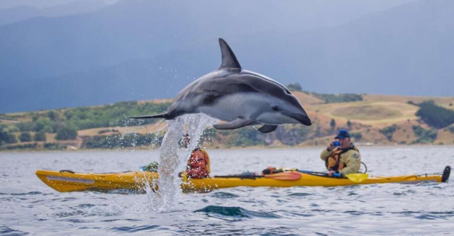 Kaikoura: Half-Day Wildlife Kayaking Tour - The Value of a Guided Wildlife Paddle