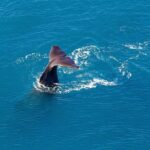 Kaikoura Helicopters Classic Whale Watch - A Detailed Look at the Kaikoura Helicopters Whale Watch