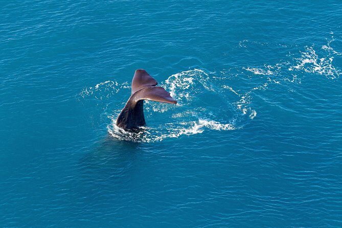 Kaikoura Helicopters Classic Whale Watch - A Detailed Look at the Kaikoura Helicopters Whale Watch